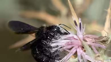 Xylocopa iris im Garten