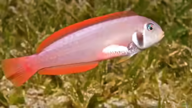 Xyrichtys martinicensis im Aquarium halten