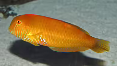 Xyrichtys novacula im Aquarium halten