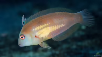 Xyrichtys sciistius im Aquarium halten