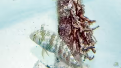 Xyrichtys splendens im Aquarium halten