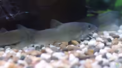 Yasuhikotakia lecontei im Aquarium halten