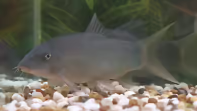 Yasuhikotakia modesta im Aquarium halten
