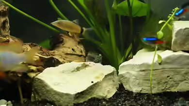 Yasuhikotakia morleti im Aquarium halten