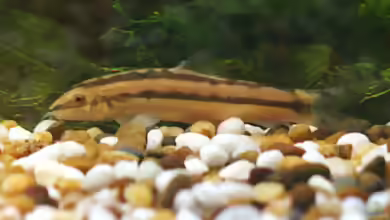 Yasuhikotakia nigrolineata im Aquarium halten