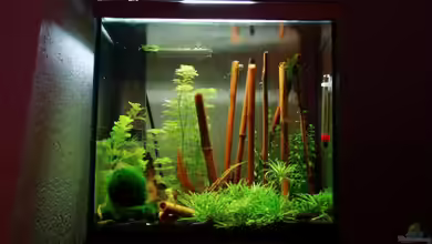 Yellow Fire Aquarium von Tobi_88_