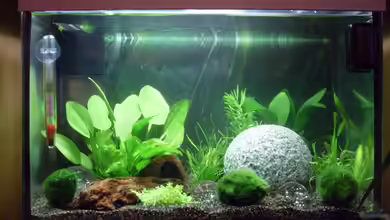 Yellow Fire Bubble Space von Brausefisch