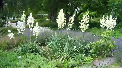 Yucca filamentosa im Garten pflanzen