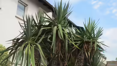 Yucca gloriosa im Garten pflanzen