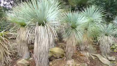 Yucca rostrata im Garten pflanzen
