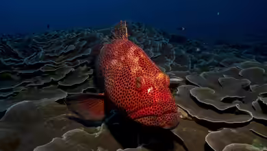 Zackenbarsche: Faszinierende Raubfische der Meere
