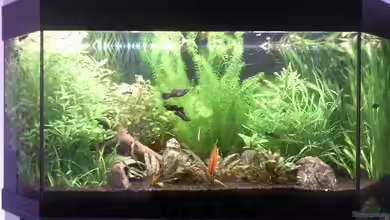 Zahnkarpfenbecken aufgelöst von ~Danny~