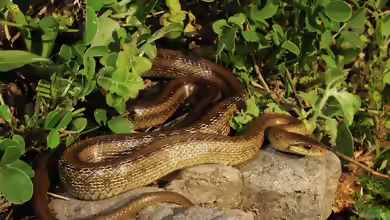 Zamenis lineatus im Terrarium halten