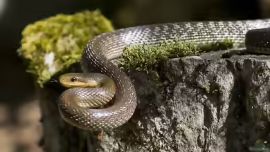 Zamenis longissimus im Terrarium halten