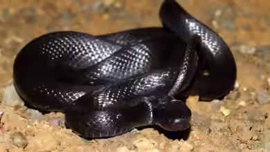 Zamenis persicus im Terrarium halten
