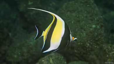 Zanclus cornutus im Aquarium halten