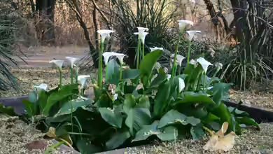 Zantedeschia aethiopica im Terrarium