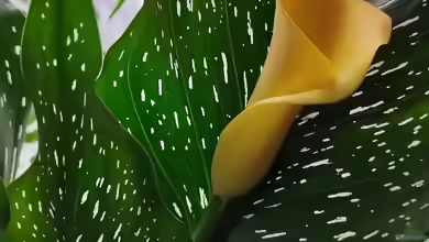 Zantedeschia albomaculata / Gefleckte Calla