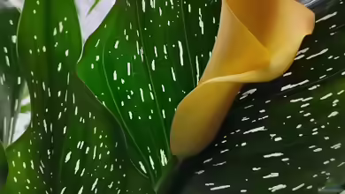 Zantedeschia albomaculata
