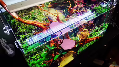 Zauberwald von Sarah_Schneider