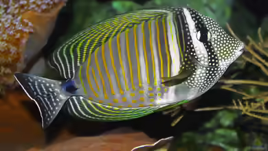 Zebrasoma desjardinii im Aquarium halten