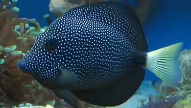 Zebrasoma gemmatum  im Aquarium halten