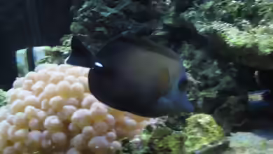Zebrasoma scopas im Aquarium halten