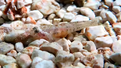 Zebrus zebrus im Aquarium halten