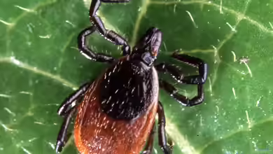 Zecken im Garten