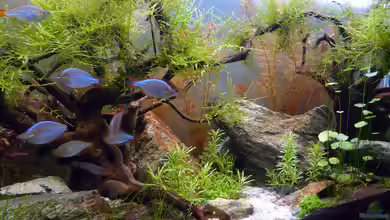 Zedernwald im Herbst von Moosbarbe