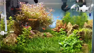 Zen Artist von Hanni Zosel