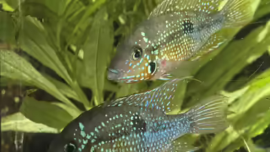 Zierfischbörsen: Ein umfassender Leitfaden für Aquarienliebhaber
