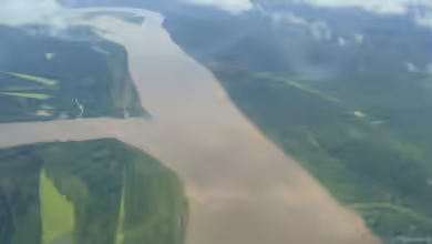 Zierfische aus dem Amazonas
