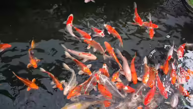 Zierfische aus Taiwan