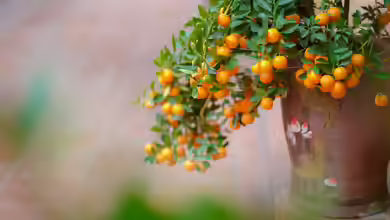 Zitruspflanzen im Garten und auf der Terrasse: Mediterranes Flair richtig pflegen