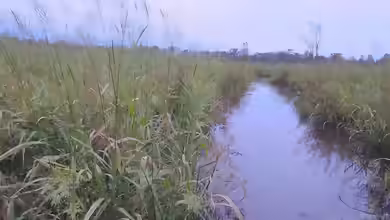 Zizania aquatica am Gartenteich