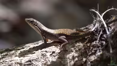 Zonosaurus rufipes im Terrarium halten