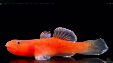 zoobox.de - Onlineshop für Aquaristikprodukte