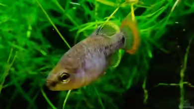 Zoogoneticus tequila im Aquarium halten