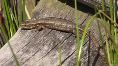 Zootoca vivipara im Terrarium halten