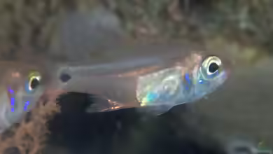 Zoramia viridiventer im Aquarium halten