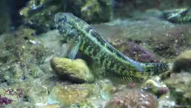 Zosterisessor ophiocephalus im Aquarium halten