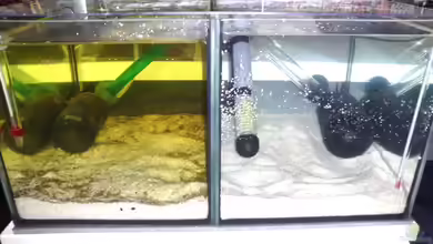 Zuchtanlage 2x 12L von Toti311