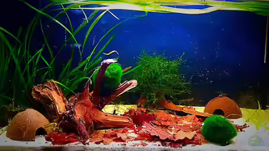 Zuchtbecken Apistogramma Cacatuoides von Sale87