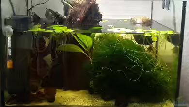 Zuchtbecken von David Schneider Aquaristik