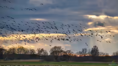 Zugvögel und Standvögel in Deutschland: Wer bleibt und wer zieht?