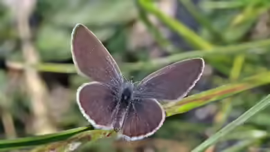 Zwerg-Bläuling im Garten