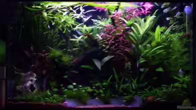 Zwergfisch Gesellschaftsaquarium von Basti FFM