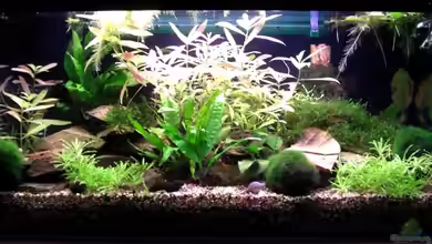 Zwergflusskrebse von Pee