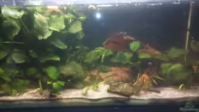 Zwergkrallenfrosch-Becken von Jenny